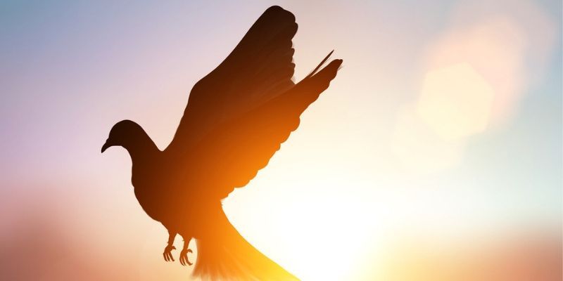 Secure Freedom and Control for your SD-WAN Managed Services Business