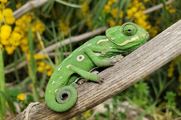OpenSUSE Support for SD-WAN Solutions