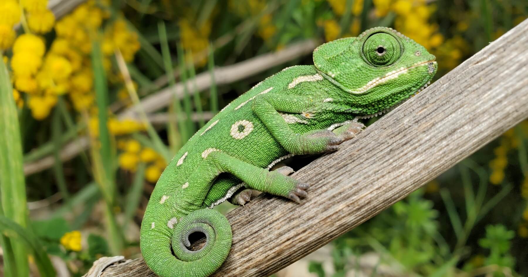 OpenSUSE Support for SD-WAN Solutions